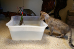 Free Picture of F4 Savannah Kittens Playing With Water