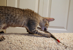 Free Picture of F4 Savannah Kitten With a Toy