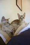 Free Picture of Two F4 Savannah Kittens on a Heating Pad
