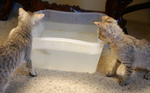 Free Picture of F4 Savannah Kittens Playing in Water
