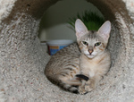 Free Picture of F4 Savannah Kitten in a Tunnel