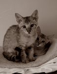 Free Picture of Savannah Kittens - Sepia Toned