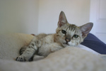 Free Picture of F4 Savannah Kitten Resting