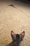 Free Picture of F4 Savannah Kitten Stalking a Toy