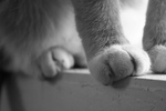 Free Picture of Cat’s Paws on a Window Sill