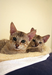 Free Picture of Savannah Kittens on a Heating Pad