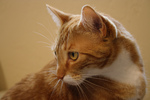 Free Picture of Orange Cat