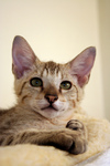 Free Picture of Male Savannah Kitten