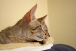 Free Picture of Curious Savannah Kittens