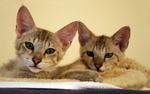 Free Picture of 14 Week Old Savannah Kittens