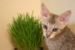 Free Picture of Savannah Kitten With Wheatgrass