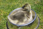 Free Picture of African Gosling (Anser cygnoides)