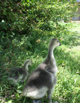 Free Picture of African Goslings in Shade
