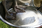 Free Picture of African Gosling in a Water Dish