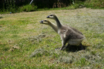 Free Picture of Two African Goslings