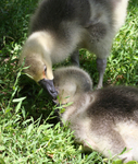 Free Picture of African Geese Goslings