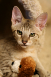 Free Picture of Kitten With a Stuffed Toy