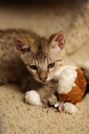 Free Picture of Kitten Playing With a Stuffed Dog Toy