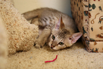Free Picture of Savannah Kitten
