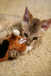 Free Picture of Cat Playing With a Stuffed Dog Toy