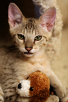 Free Picture of Kitten With a Stuffed Dog Toy