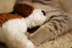 Free Picture of Savanna Kitten With a Stuffed Doggie Toy