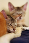 Free Picture of Kittens Resting on a Heating Pad
