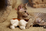 Free Picture of Frisky Savannah Kitten