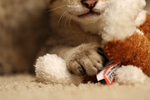 Free Picture of Kitten’s Paw on a Toy