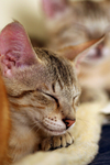 Free Picture of Savannah Kittens Sleeping on a Heating Pad