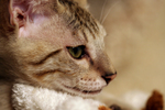 Free Picture of Savannah Cat’s Face in Profile