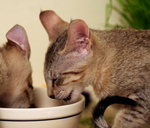 Free Picture of Kittens Eating