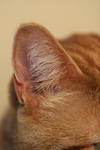 Free Picture of Cat Ear