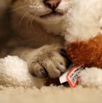 Free Picture of Savannah Kitten and Stuffed Toy