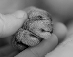 Free Picture of Cat’s Paw in a Human Hand