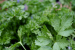 Free Picture of Italian and Curly Parsley