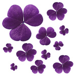 Free Picture of Purple Clovers
