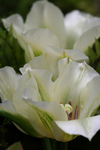 Free Picture of White and Green Tulips