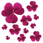 Free Picture of Pink Clover Leaves
