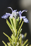 Free Picture of Rosemary Flowers