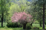 Free Picture of Pink Tamarix Tree