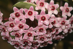 Free Picture of Pink Hoya Flowers With Waterdrops