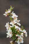 Free Picture of Sprig of White Plum Blossoms