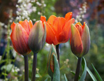 Free Picture of Different Growth Stages of Tulips