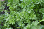 Free Picture of Curly Parsley