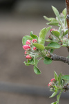 Free Picture of Pink Apple Blossoms