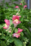 Free Picture of Sonnet Pink Snapdragons