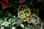 Free Picture of Colorful Geranium Leaves