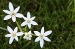 Free Picture of Star of Bethlehem Flowers