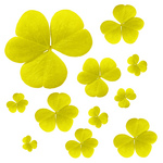 Free Picture of Yellow Clover Leaves